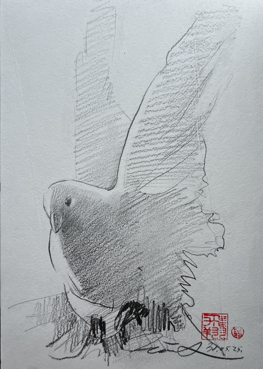 Pigeon 1